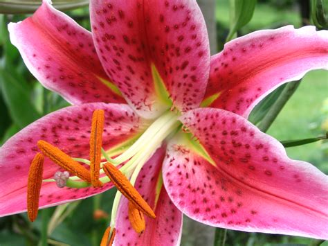 Lilium